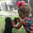 (주)고릴라코리아 이미지