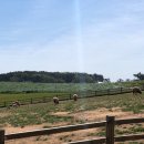 914 해변 캠핑장 Daum카페