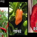 고추 [hot pepper][苦椒] 이미지