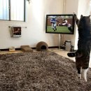 월드펫동물병원 이미지