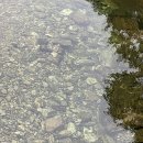 해바라기유원지 이미지