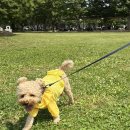 아이도그 이미지