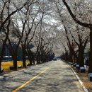 RR-615[남부로]-상-25 | 진안마이산(2024.04.07)