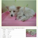 멍이사랑 이미지