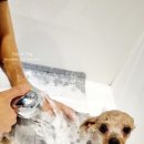 몽띠아모 이미지