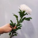 최신농장 | <영천꽃집> ALL! 근조의 모든 것! 끝판왕! 판타플로라...근조꽃바구니,근조꽃다발 주문해보기- 체험후기