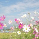코스모스 이미지