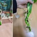 몬스테라 키우기 가지치기 수태봉 물주기 수경재배 분갈이 팁 이미지