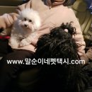 뭉치펫택시 이미지