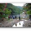 순천일일레져타운..광주맥문동,만연사.명옥헌..배롱나무 이미지