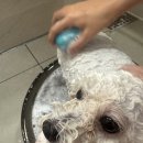 향 | 닥터블랭크 강아지샴푸 베이비파우더향 후기🐶🫧