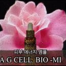 피누스스토어글로벌 이미지