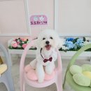 도도하개 이미지