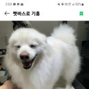 펫바스로 수지 이미지