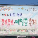 하동 북천 코스모스 메밀꽃축제 이미지