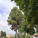 궁전 | 그라나다 여행 필수 코스｜알함브라 궁전 구경 후기 (나스르궁·헤네랄리페)