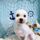 털찐친구들 이미지