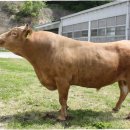 뿌리축산 이미지