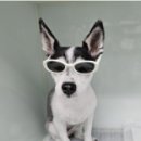 리라동물병원 이미지