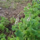 내리농장 이미지