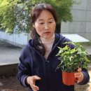 기지시 메타세콰이아 이미지