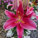 드림농원 민박 이미지