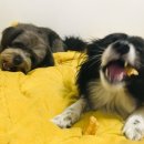 로이메디 이미지