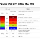 식물 키 자람엔 빨간등, 잎 생장엔 파란등이 좋아 이미지