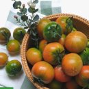 낙동농장 이미지