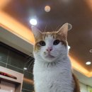 레몬핏휘트니스 이미지