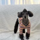 희야네 애견미용실 이미지