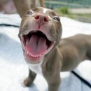 행복한강아지 이미지