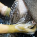 쥬시벨헤어 이미지