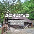 숲속고양이 | 양평 산음자연휴양림 숲속의 집 오소리 후기