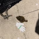 씨엔밤부 이미지