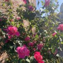 에네르지코안경 이미지