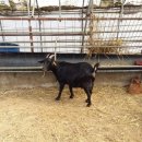 토종흑염소 이미지