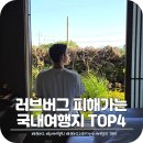 지.TOP펜션 | 러브버그 피해갈 수 있는 국내 여행지 TOP4
