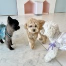 멍문사립유치원 리틀멈머 | [운정/야당] 파주애견인님들♥ 애견유치원 추천해요~