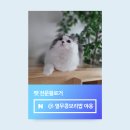 모던펫코리아 | 고양이물 잘 마시게 하는 법 - 펫마블 스노우 고양이 급수기로 해결