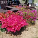 힐링퍼피 이미지