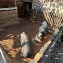 돌담캠핑장 | [마산 돌담캠핑장] 감성·조용함·친절함까지 다 있었던 하루