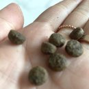 포쉬퍼피 | 강아지 눈물 사료추천 피쉬포독 화이트피쉬 어덜트 후기