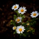 가행나무 이미지