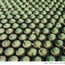 억만농장 이미지