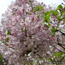 수수꽃다리 이미지