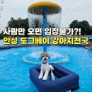 (주)양평사료 - 양평군 청운면 | 도그베이 강아지수영장! 사람만 오면 입장 불가?! 구명조끼와 선글라스 챙겨 떠난 여름 애견수영장 후기