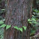 한라산둘레길 돌오름길 이미지