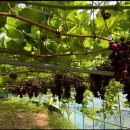 청양금강농장 이미지