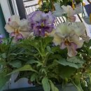 고봉가든 이미지